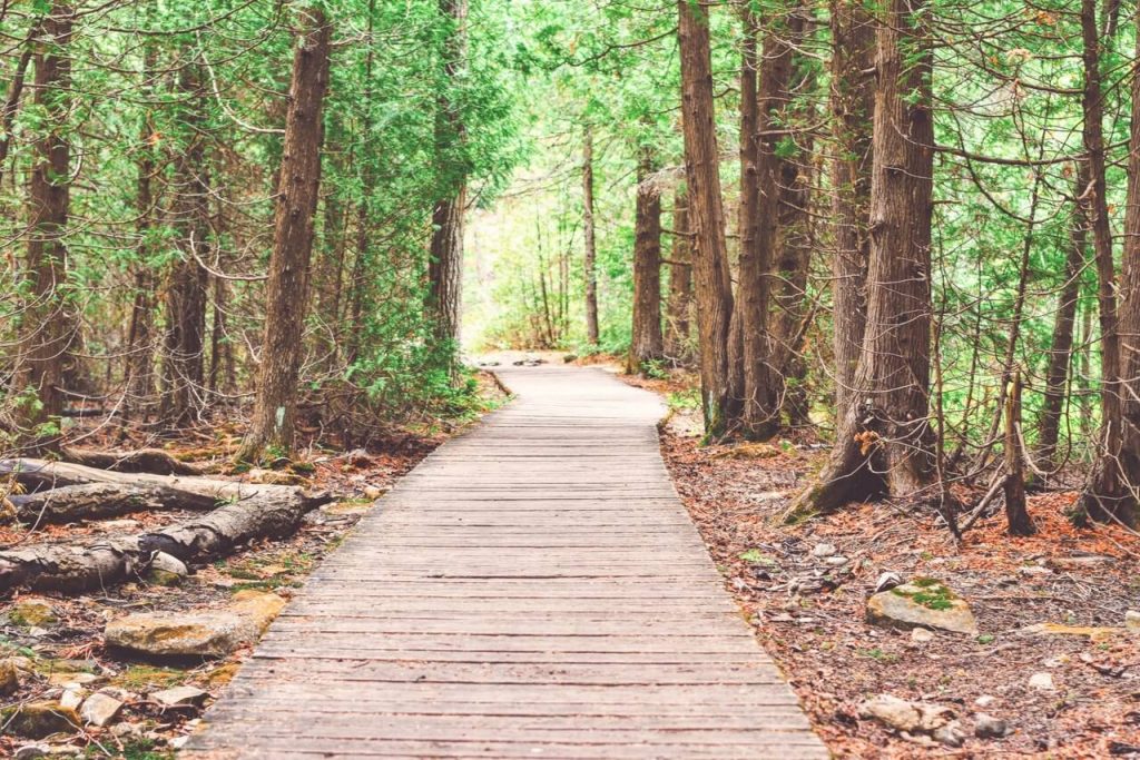 Walking trail in wooded area